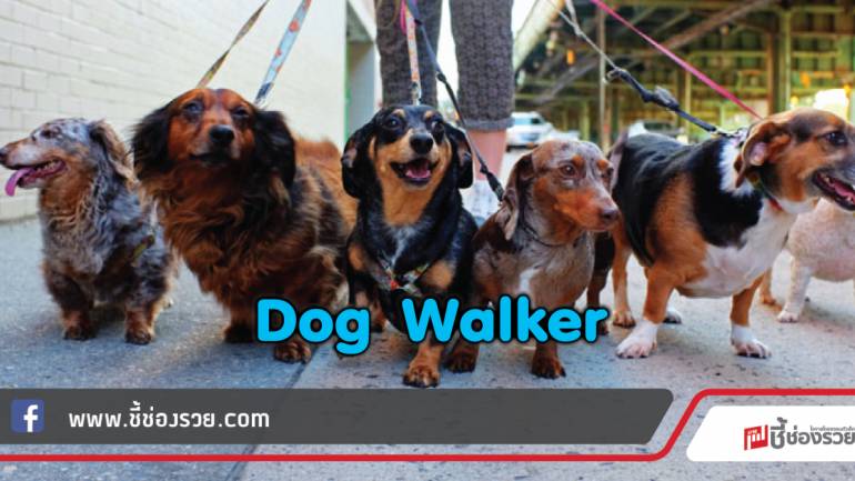 Dog Walker รับจ้างพาสุนัขเดินเล่น