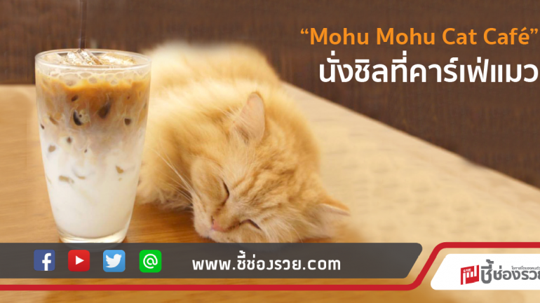 “Mohu Mohu Cat Café” นั่งชิลที่คาร์เฟ่แมว