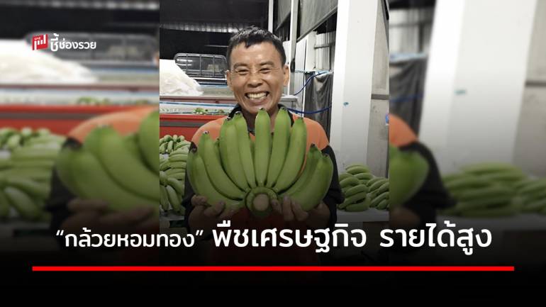“กล้วยหอมทอง” พืชเศรษฐกิจทำเงิน รุกเจาะตลาดญี่ปุ่น สร้างรายได้สู่เกษตรกร