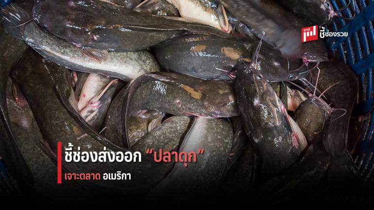 DITP ชี้ช่องผู้ส่งออกไทย ส่งออก “ปลาดุก” เจาะตลาดสหรัฐอเมริกา
