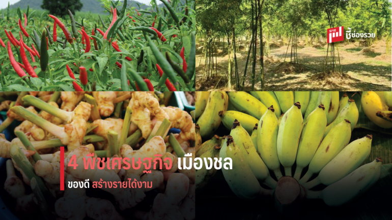 กล้วยน้ำว้า-พริกชี้ฟ้า-ข่า-ไผ่ พืชสร้างรายได้ ตลาดต้องการ ของเกษตรกรเมืองชล