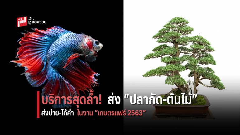 ไปรษณีย์ไทย เปิดบริการส่ง ปลากัด ต้นไม้ ส่งบ่ายได้ค่ำทั่วพื้นที่กทม.-ปริมณฑลในงานเกษตรแฟร์ 2563