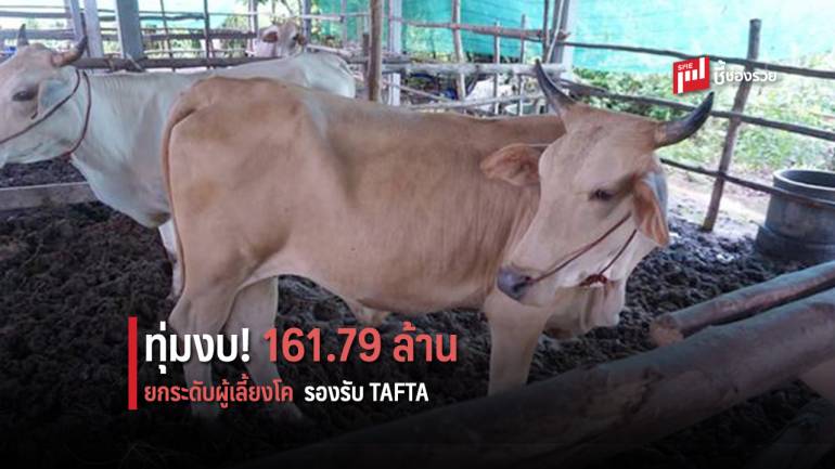 สศก. ทุ่มงบ 161.79 ล้านบาท ผนึก กรมปศุสัตว์ พัฒนาศักยภาพโคเนื้อไทย รองรับ TAFTA