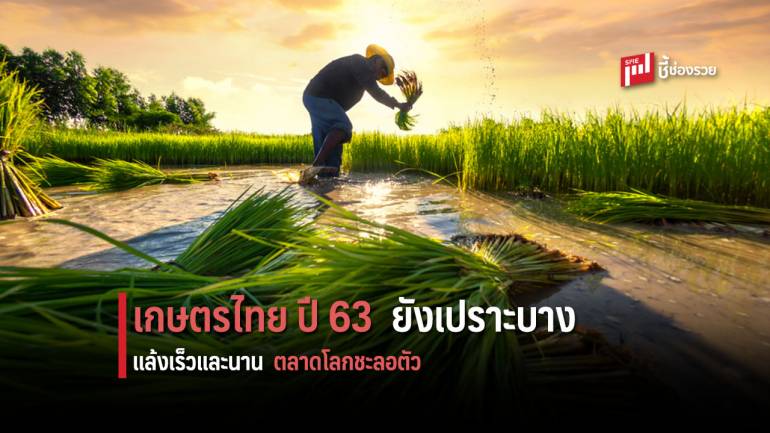 ทิศทางเกษตรไทยปี 63 ยังต้องเหนื่อยต่อ จากภาวะแล้งเร็วและยาวนาน บวกกับทิศทางเศรษฐกิจโลก ยังเป็นตัวรั้ง