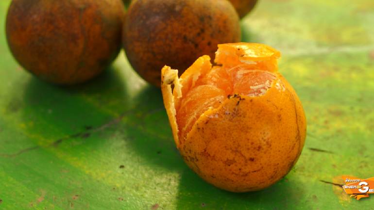 ส้มบางมด - หลิน - หลง จ่อคิวเป็นสินค้า GI
