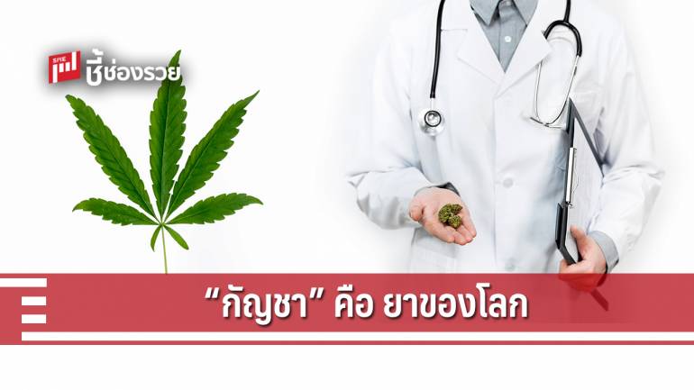 “กัญชา” คือยาของโลก โอกาสใหม่ของคนไทย