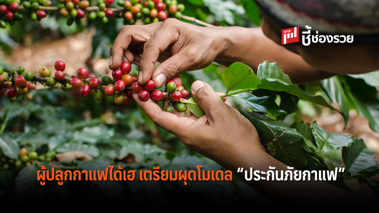 เตรียมผุดโมเดล”ประกันภัยกาแฟ” บริหารความเสี่ยง เอาใจเกษตรกรผู้ปลูกกาแฟแบบครบวงจร 