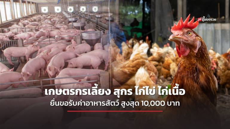 เกษตรกรผู้เลี้ยงสุกร ไก่ไข่ ไก่เนื้อ ยื่นขอรับการสนับสนุนค่าอาหารสัตว์ สูงสุด 10,000 บาท ถึง 31 ส.ค.นี้
